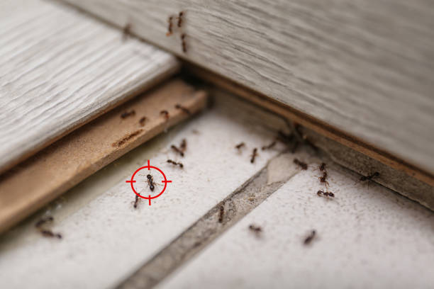Best Termite Control Services  in Willards, MD