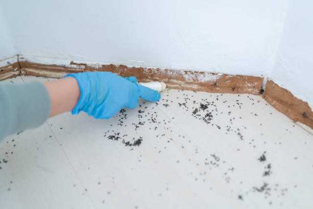 Best Exterminator Services  in Willards, MD